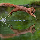 Squirrels